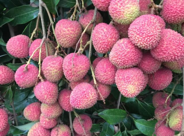 預計5月底出貨(單盒/5斤禮盒裝)【大樹荔緣】玉荷包（含冷 